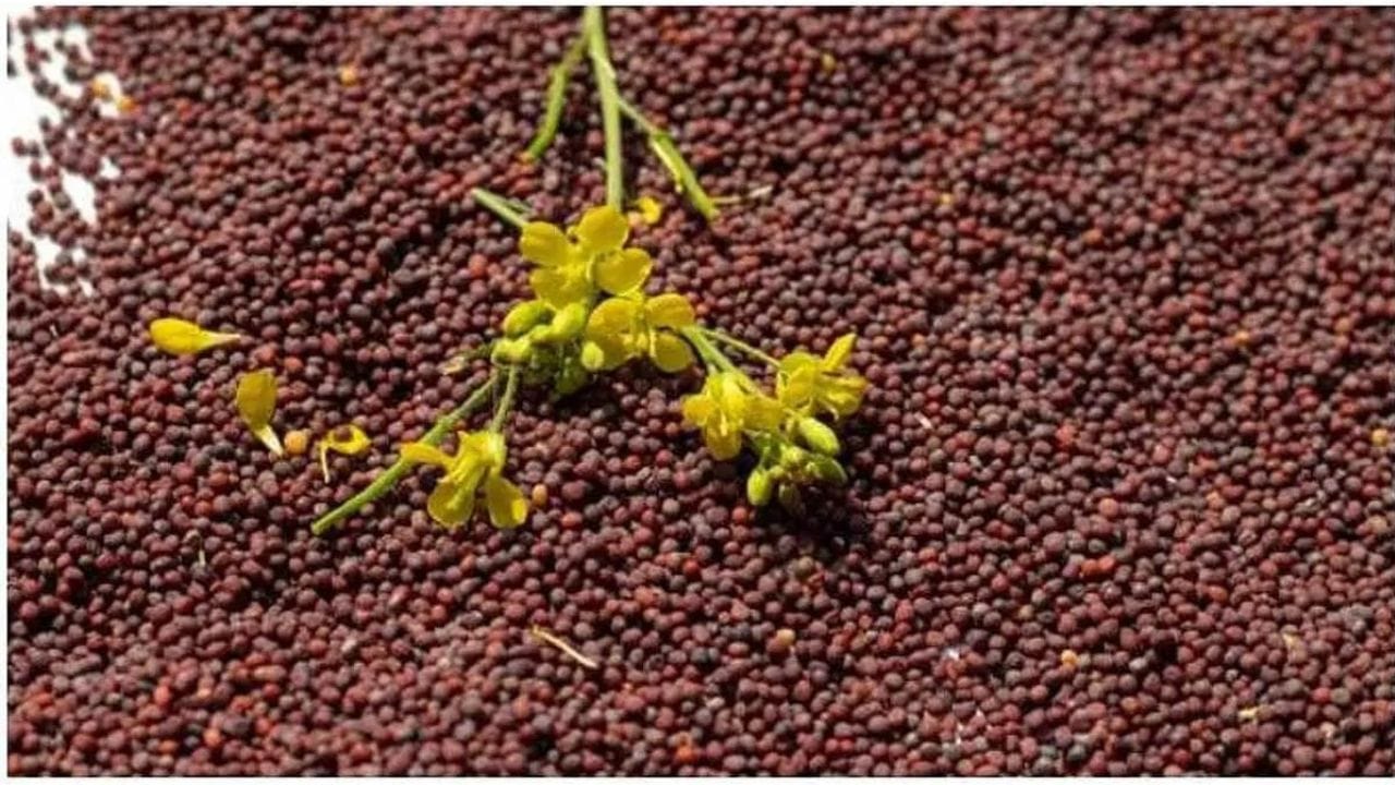 Mustard Price