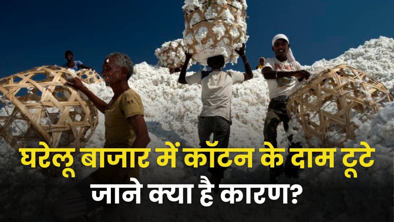 cotton price drop