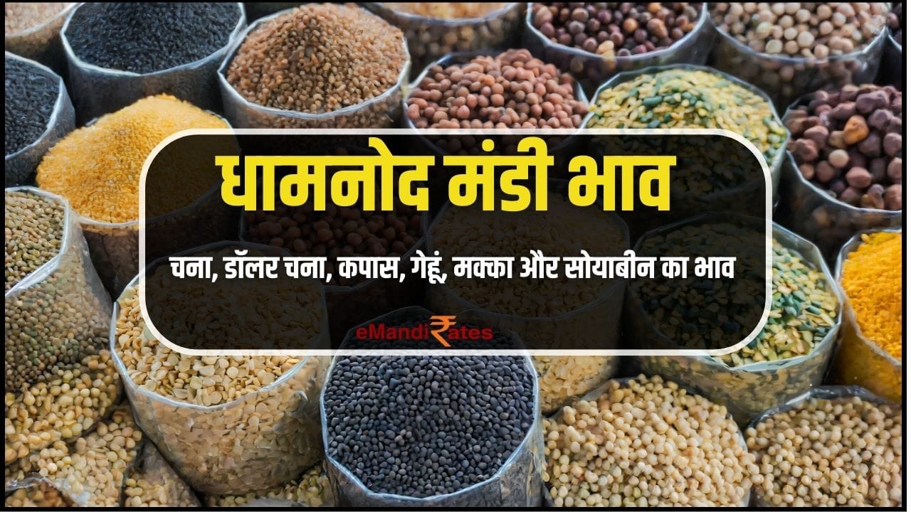 Dhamnod Mandi Bhav Today