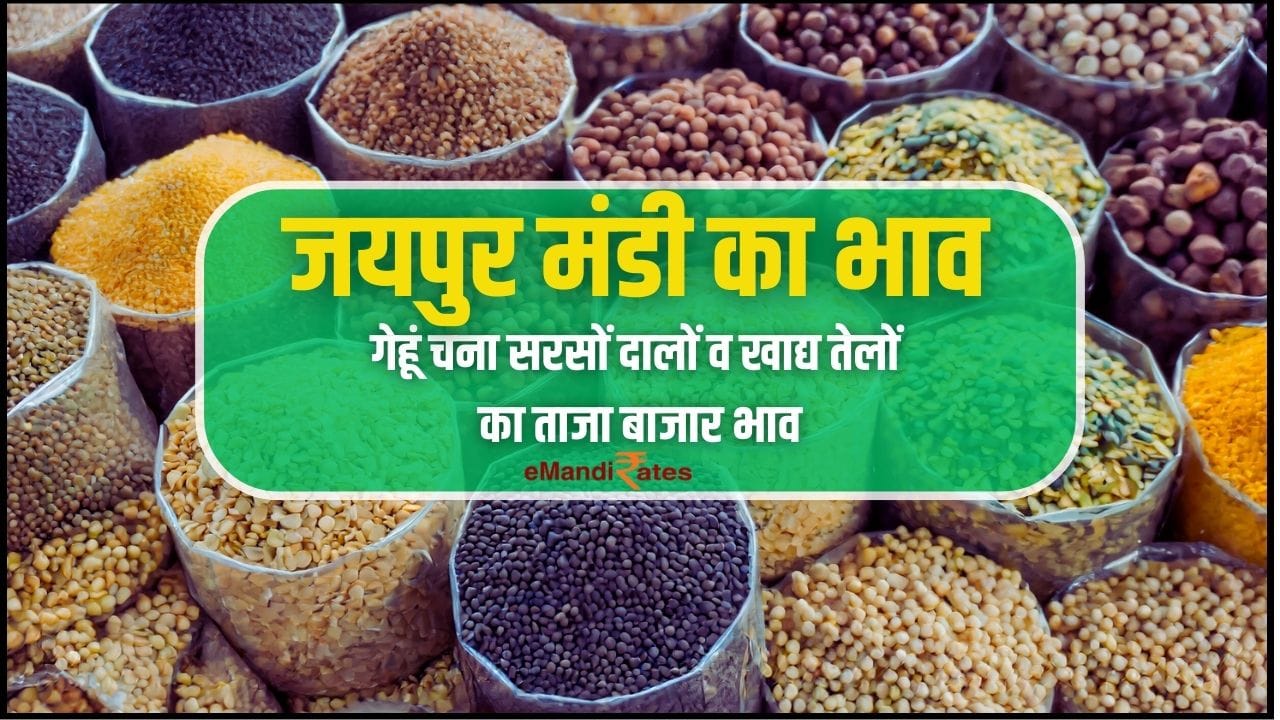 Jaipur Mandi Bhav