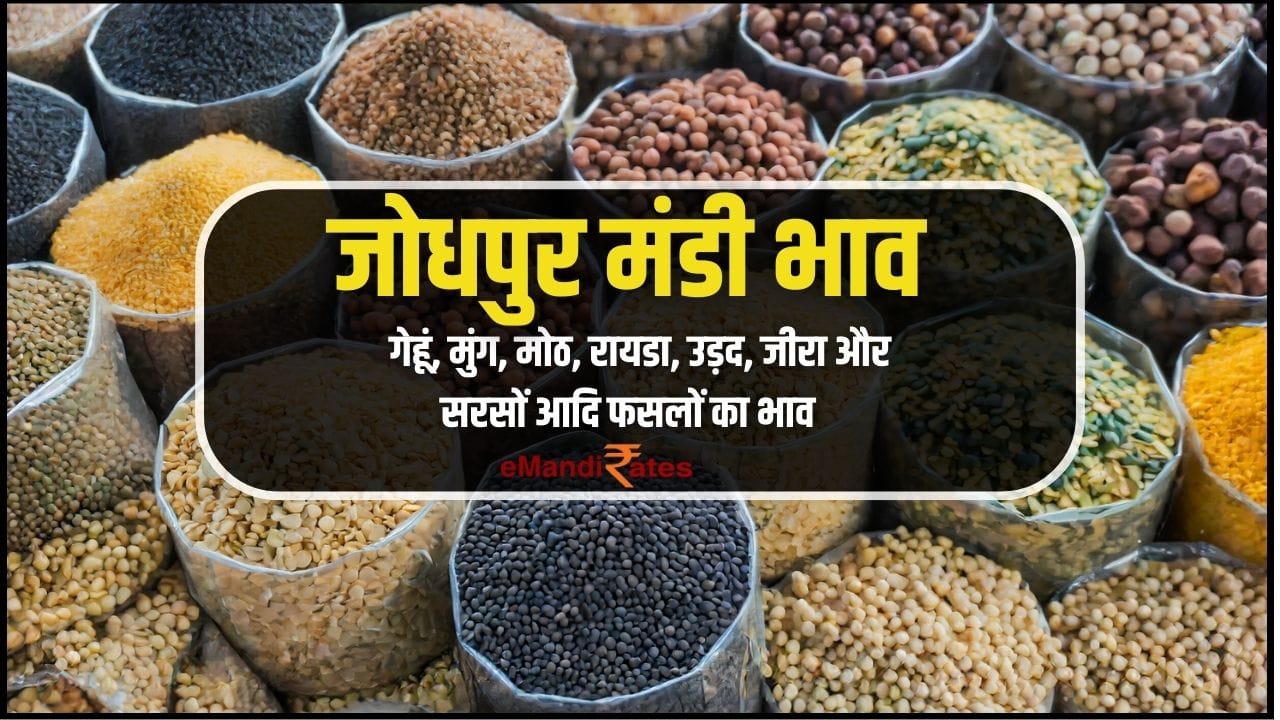 Jodhpur mandi bhav today