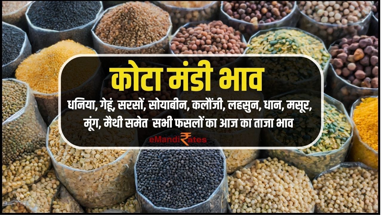 Kota Mandi Bhav Today