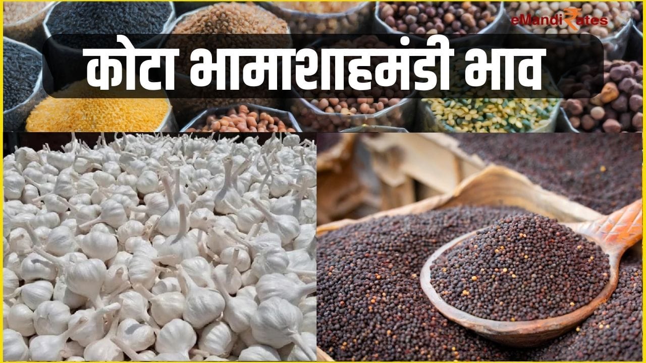Kota Mandi Bhav