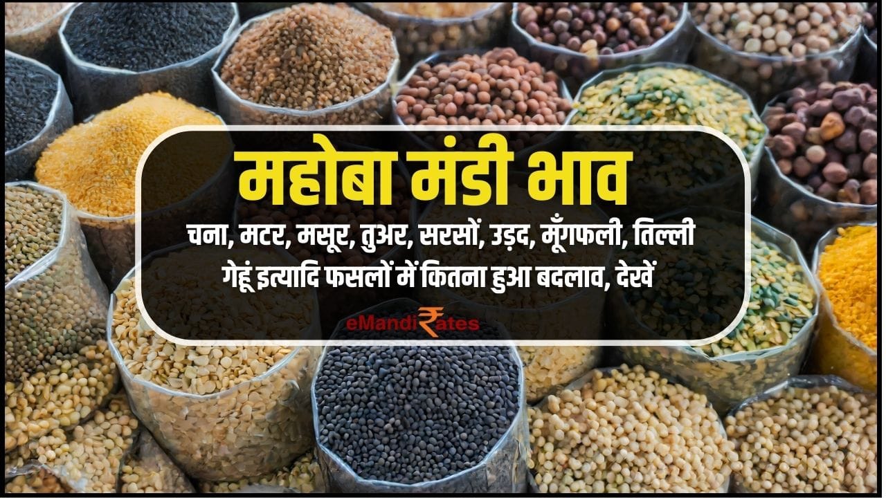 MAHOBA MANDI BHAV UP