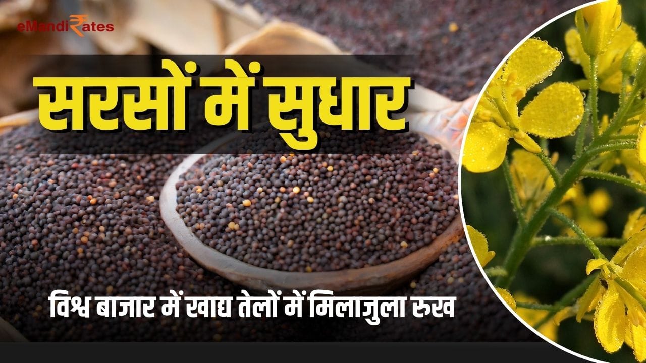 Mustard Seed Price