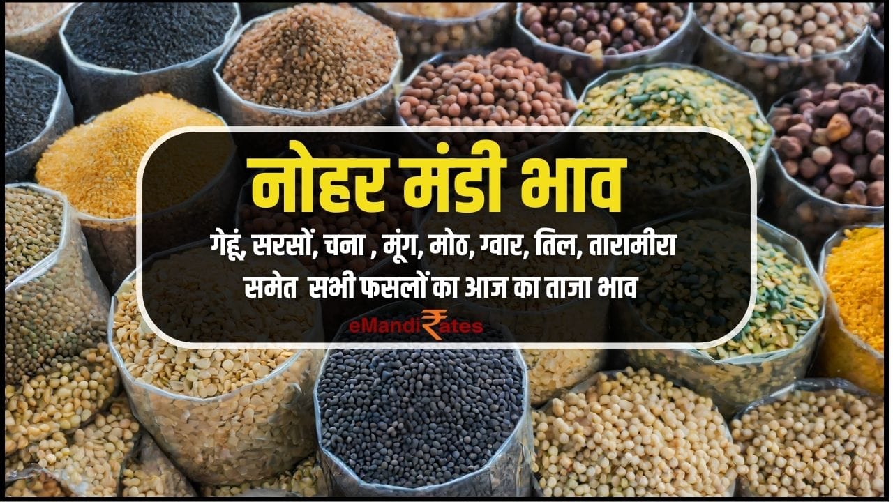 Nohar Mandi Bhav Today