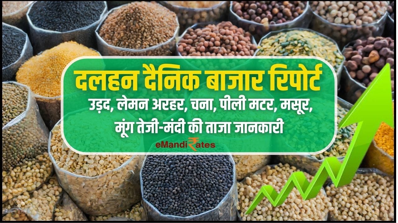 Pulses Daily Market Report