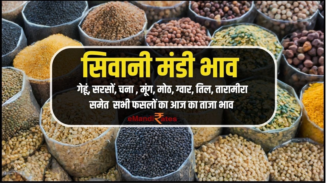 Siwani Mandi Bhav Today
