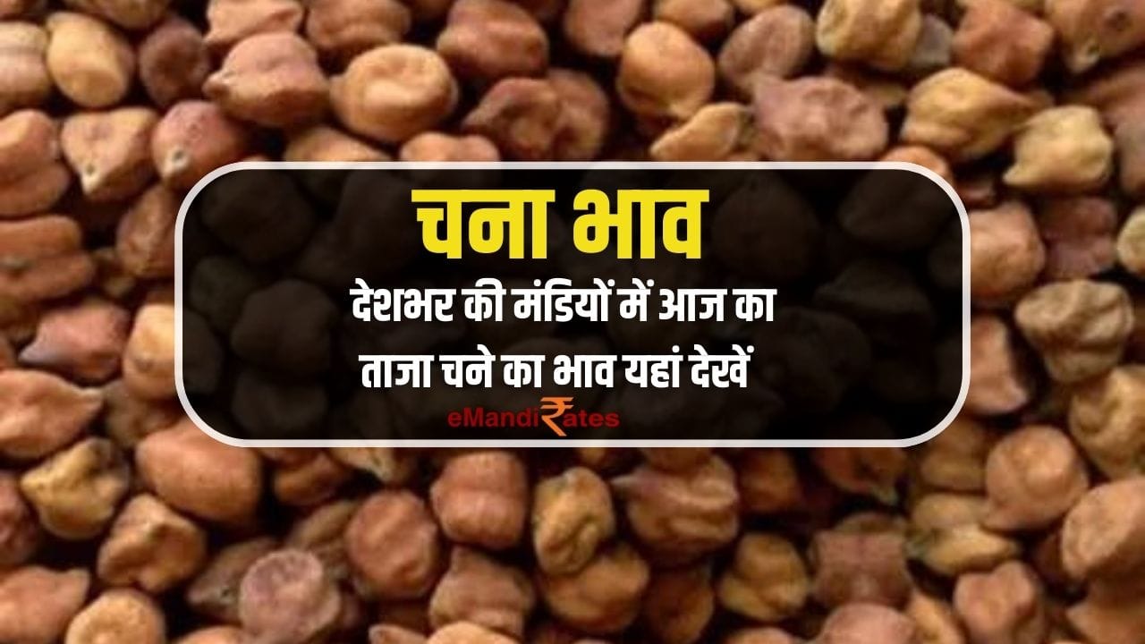 chana bhav today