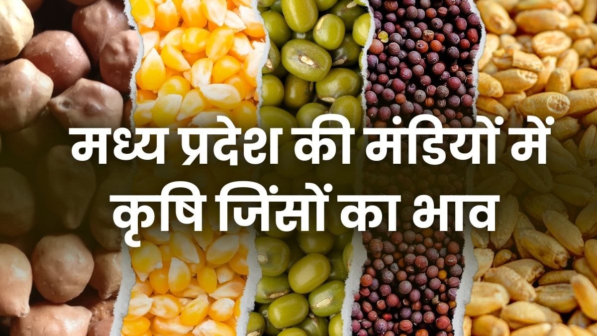 MP Mandi Bhav