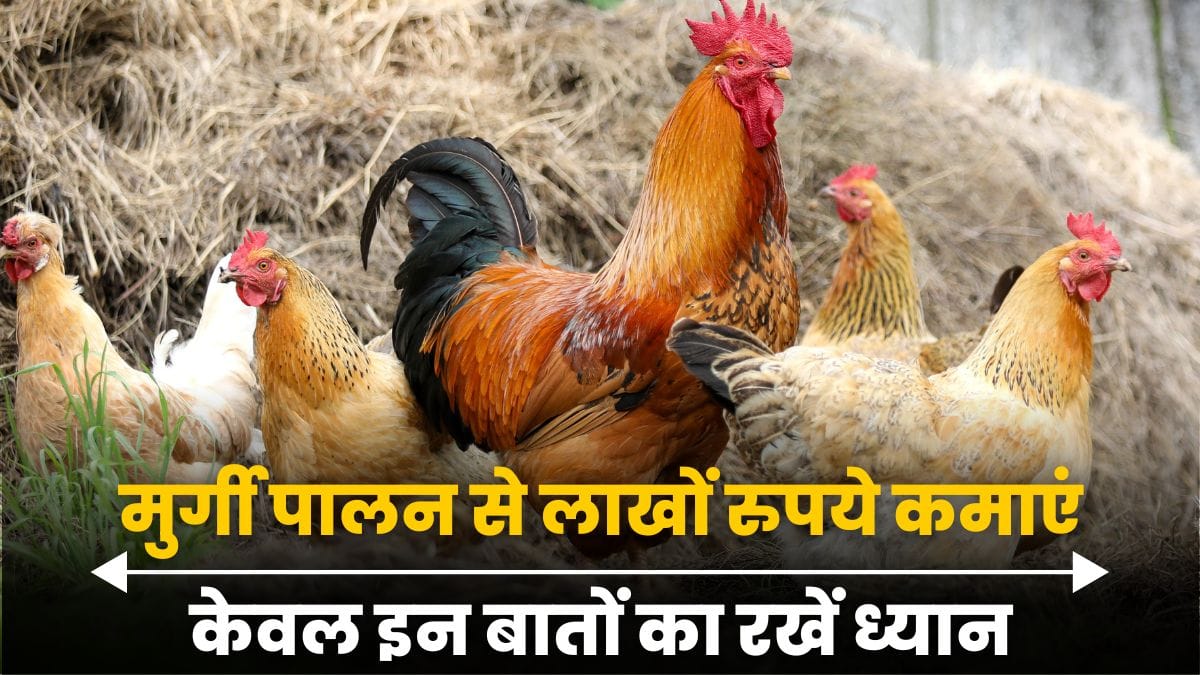 Poultry Farming
