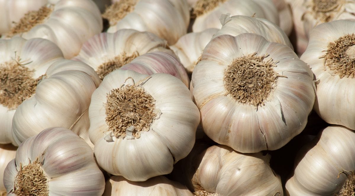 Garlic Farming Business Idea