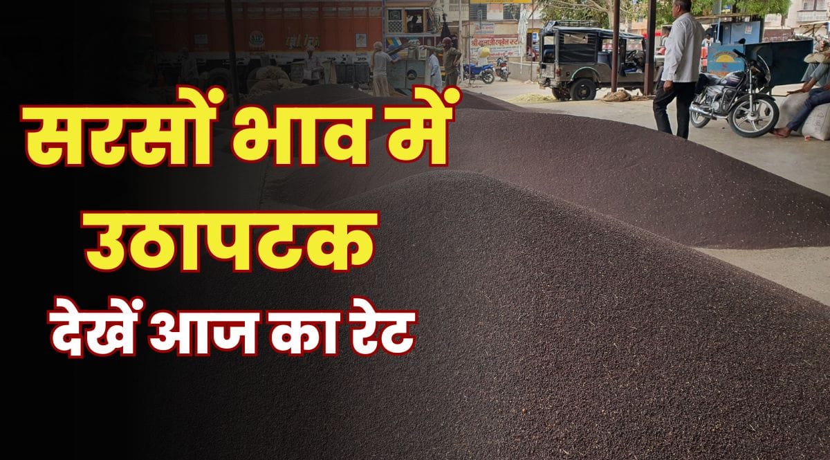 Sarso Ka Bhav