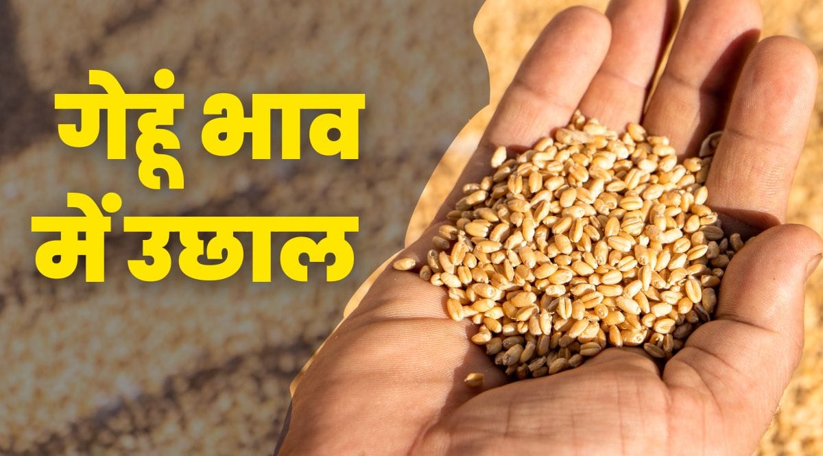 Wheat Price Update