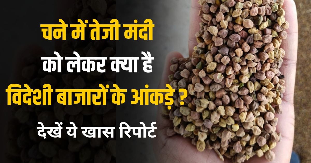Chana Bhav teji mandi 2025 report