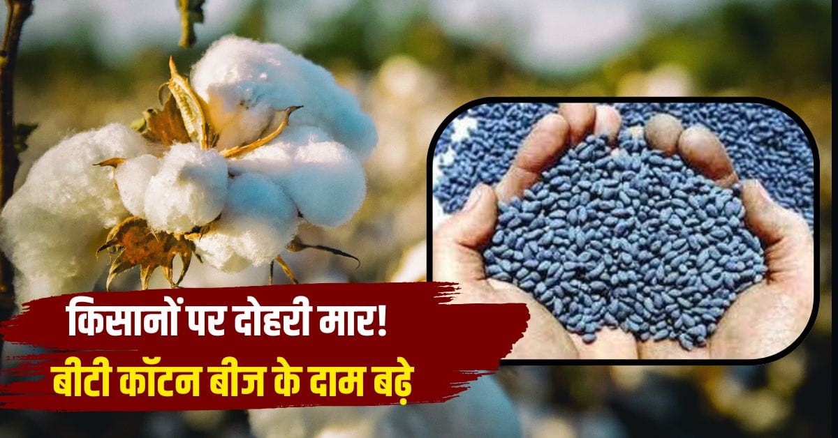 Prices of BT Cotton seeds