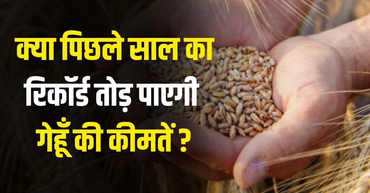 Wheat Prices 2025