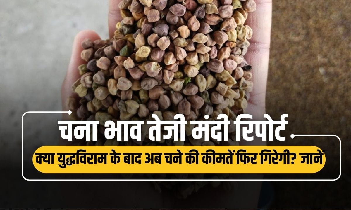 Chana Bhav Report 11 May 2025