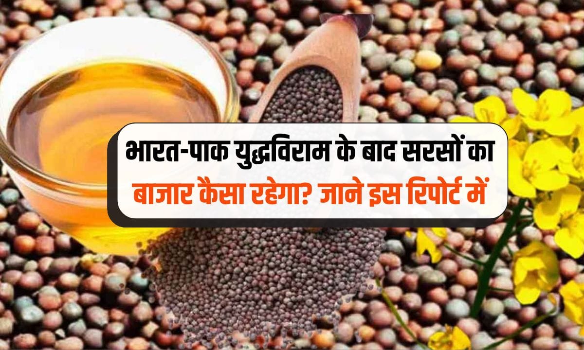 Mustard Price Outlook 12 May 2025