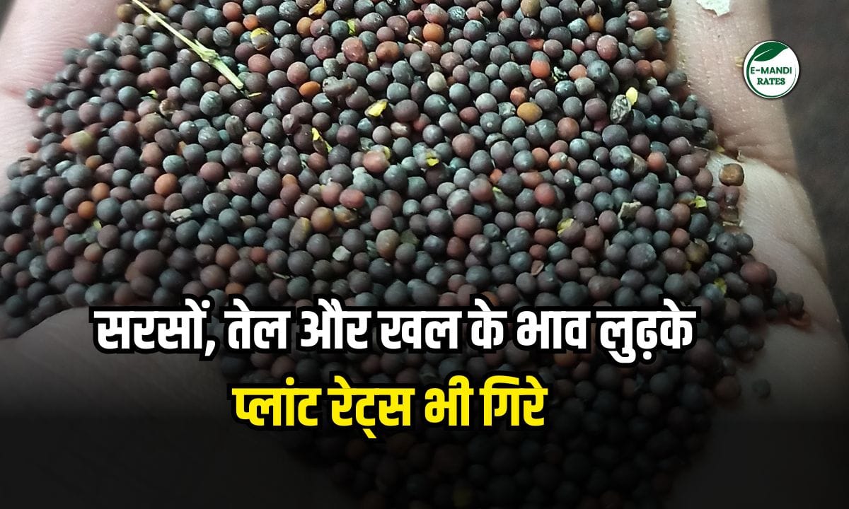 Prices of mustard, oil and oilcake fell