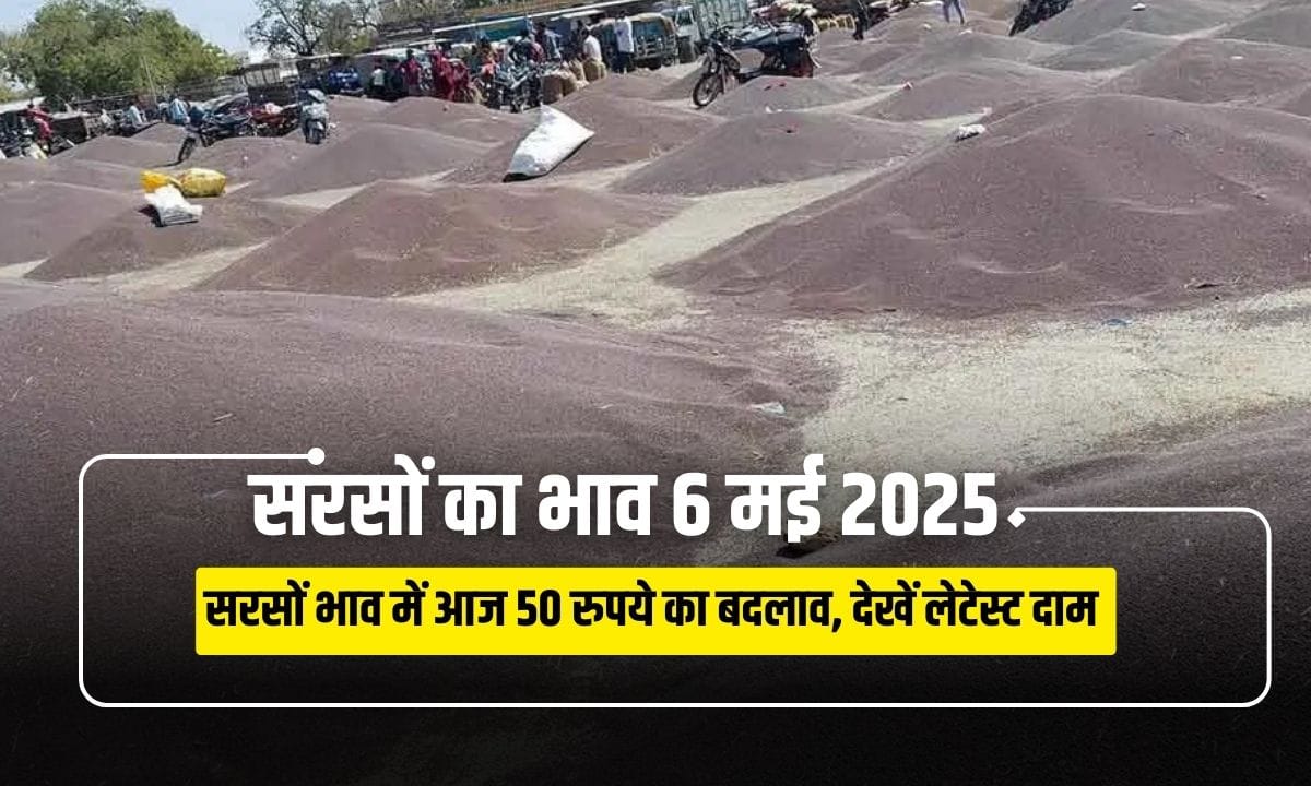 Sarson Mandi Bhav 6 May 2025