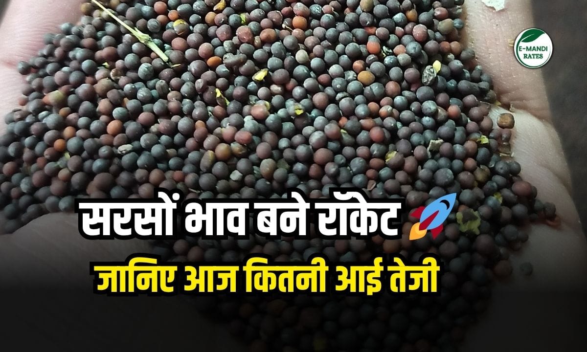 Tremendous jump in Mustard Prices