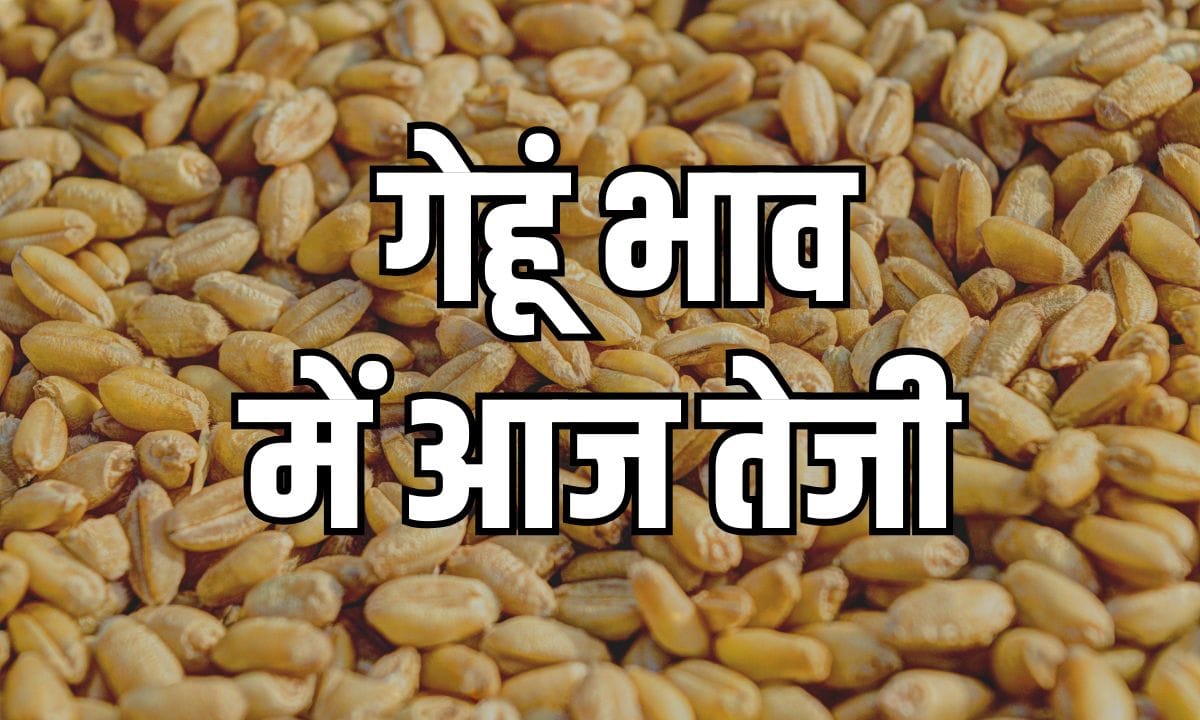 Wheat price increased by 50 rupees from market to plant
