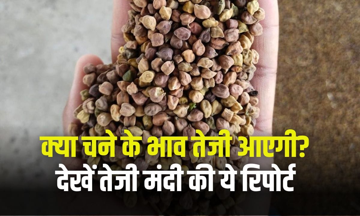 Will the price of gram rise