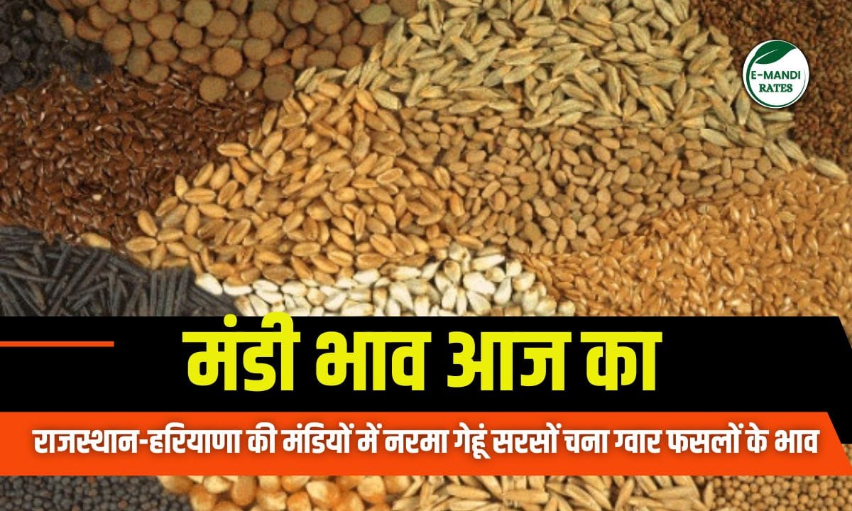 aaj ka taza mandi bhav