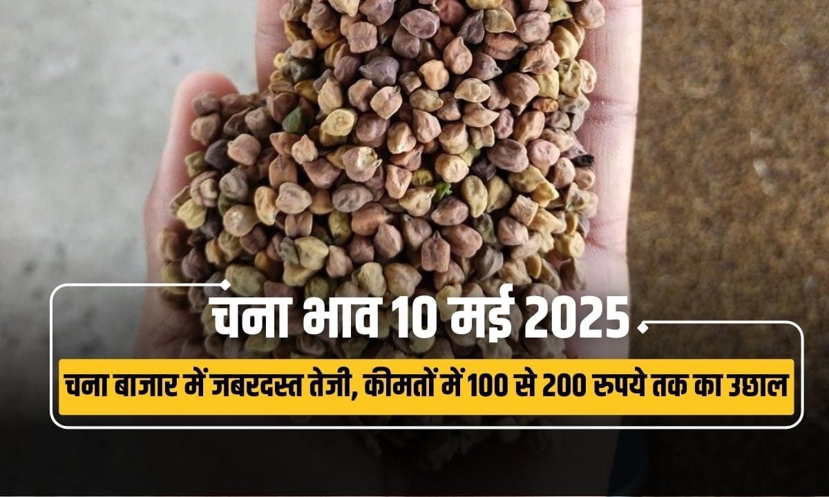 chana bhav 10 may 2025