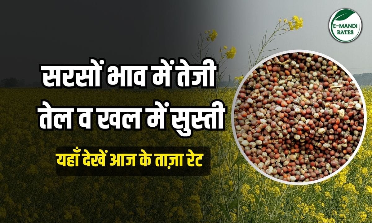 Aaj ka Sarso Bhav 12 June 2025