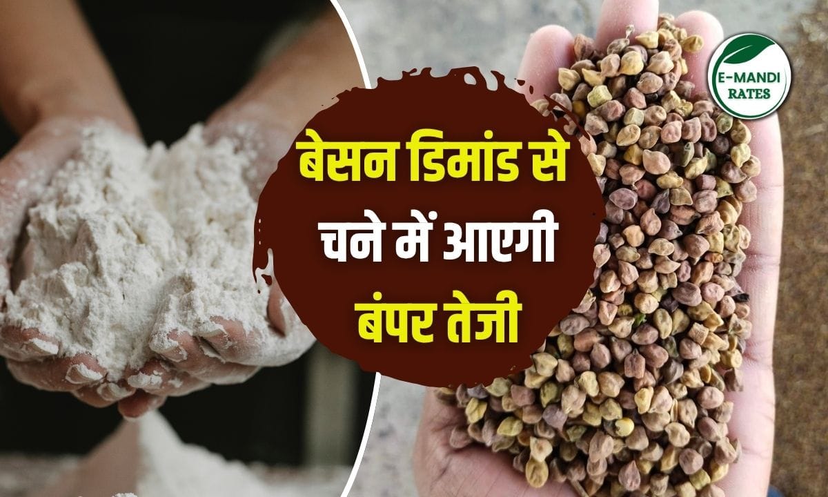 Chana Bhav Teji Mandi Report 14 June 2025