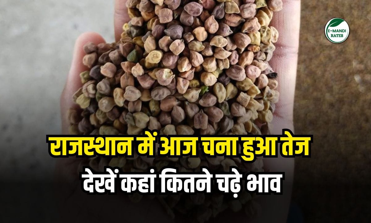 Chana Bhav Update 7 June 2025