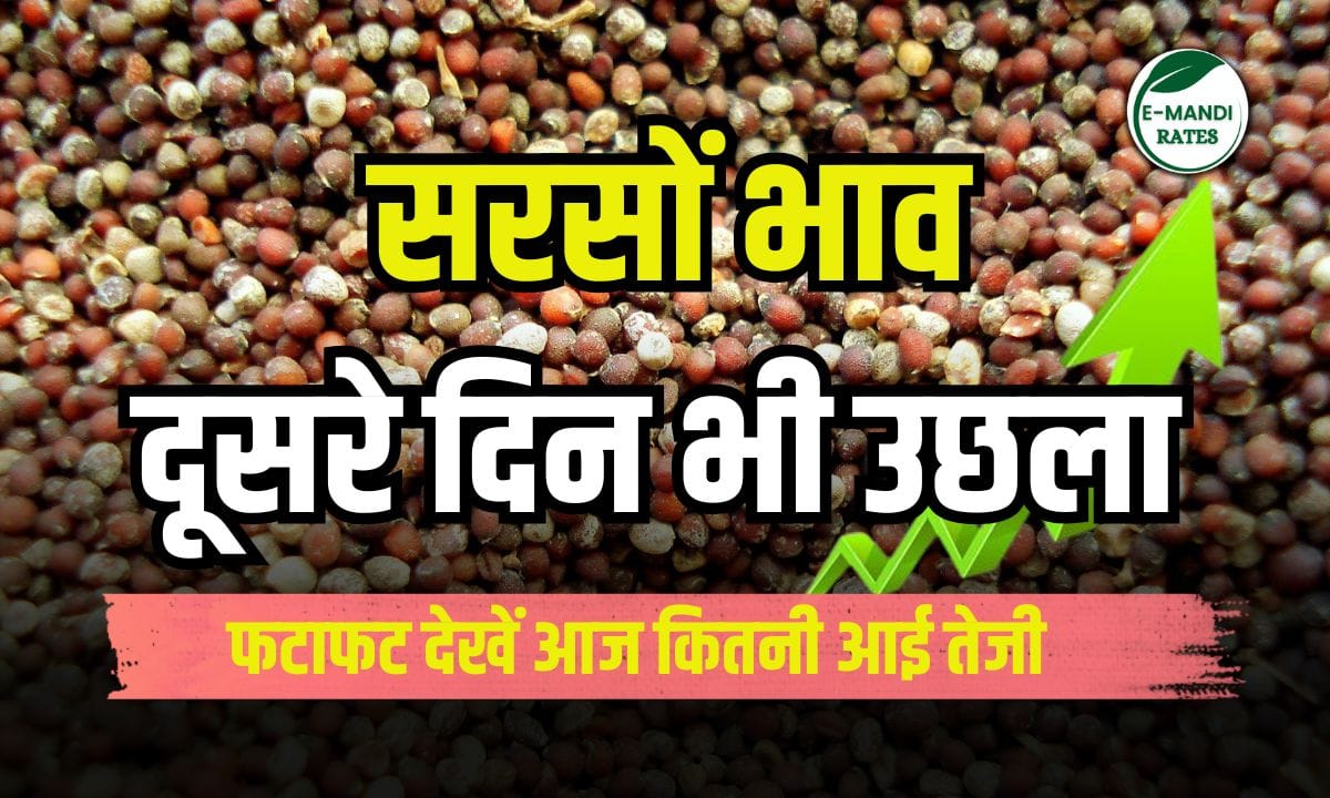 Due to increased demand, the price of mustard increased for the second consecutive day
