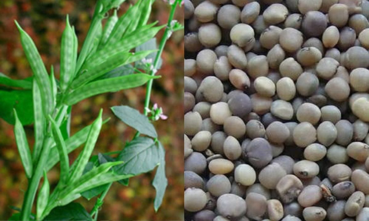 Guar Cultivation Tips