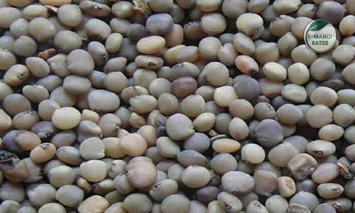 Guar Seed News Update
