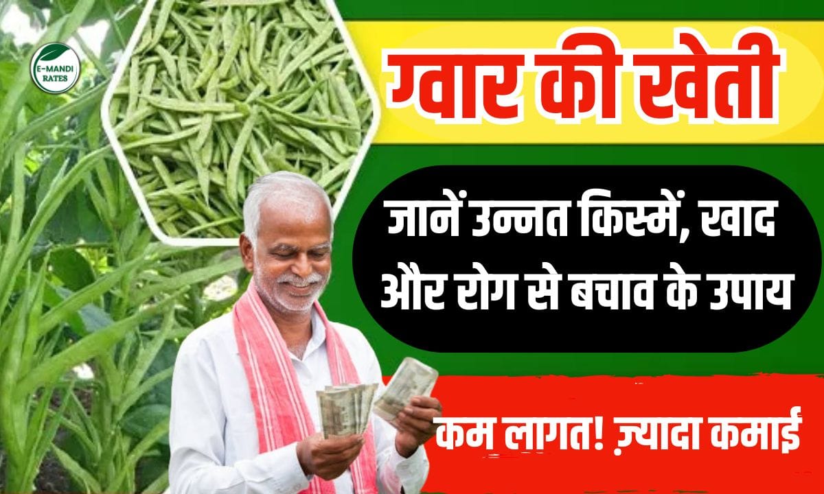 Guar ki kheti
