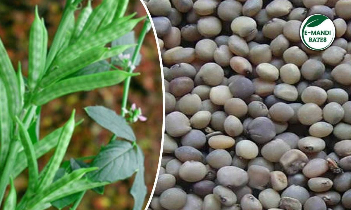 Iran-Israel tension: Will this cause a rise in guar prices