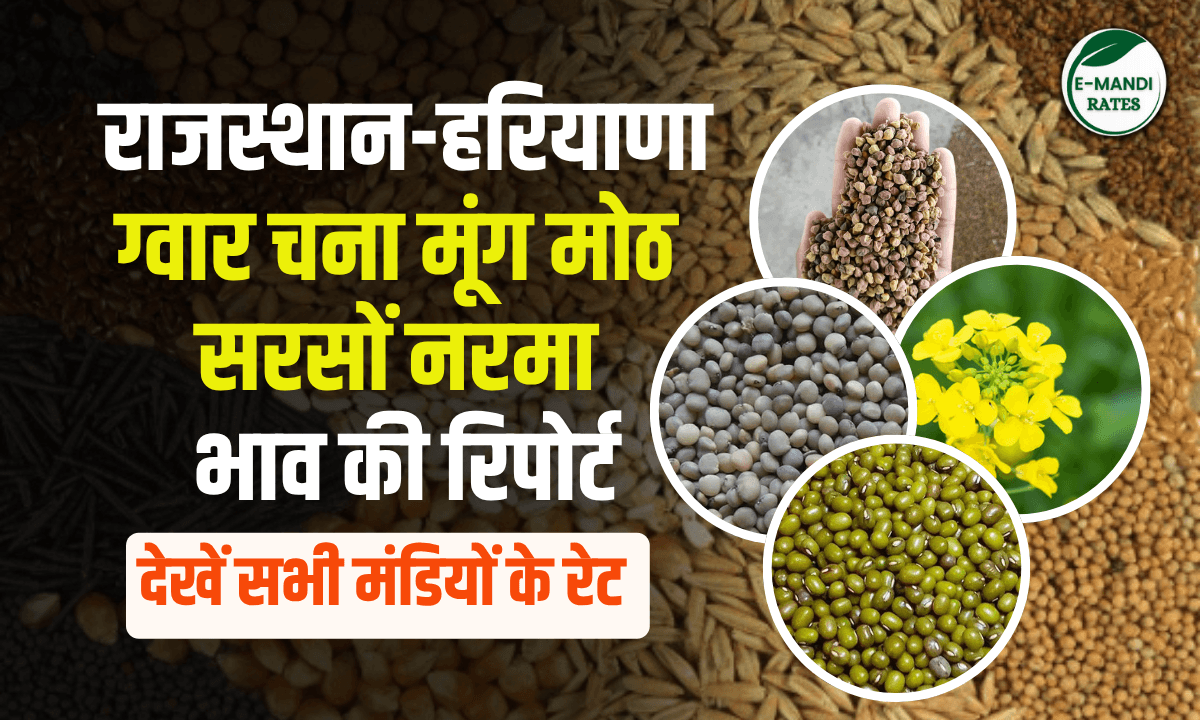 Mandi Bhav 23 June 2025