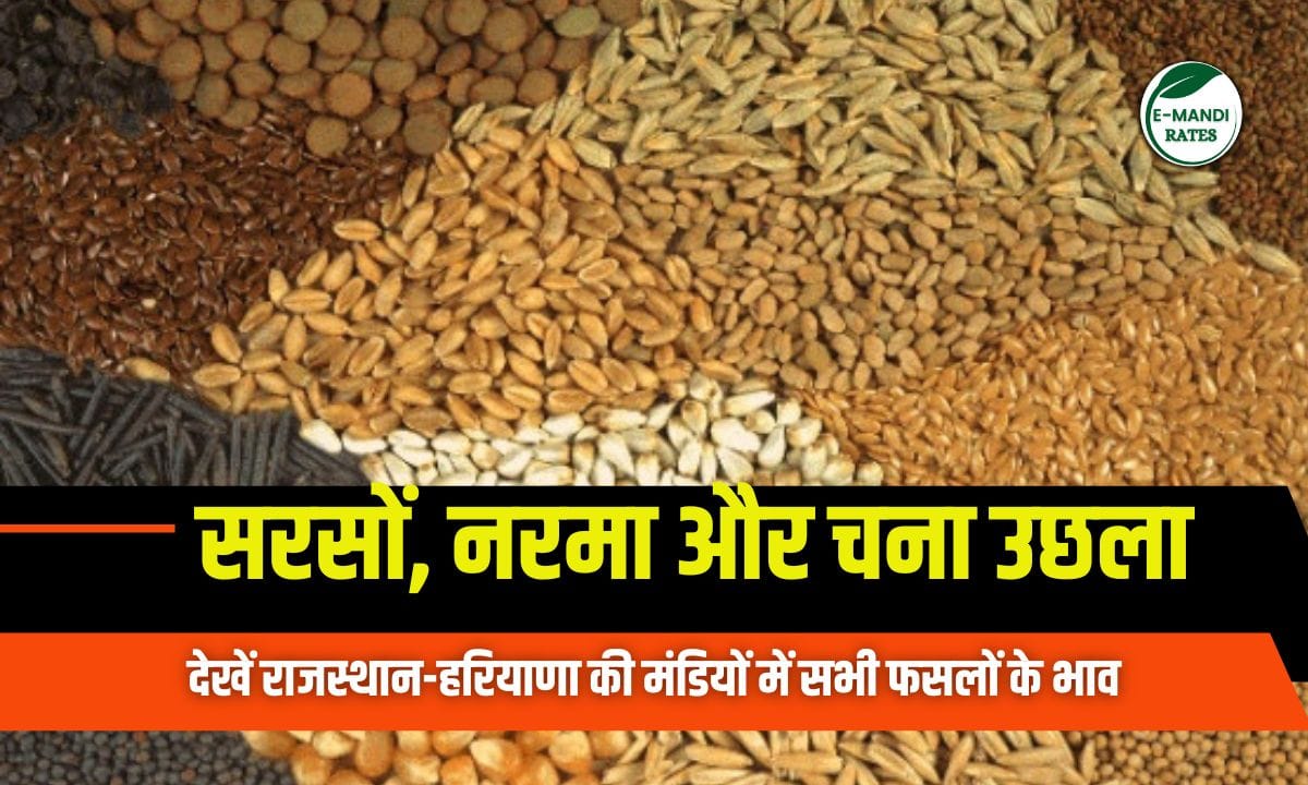 Mandi Bhav 9 June 2025