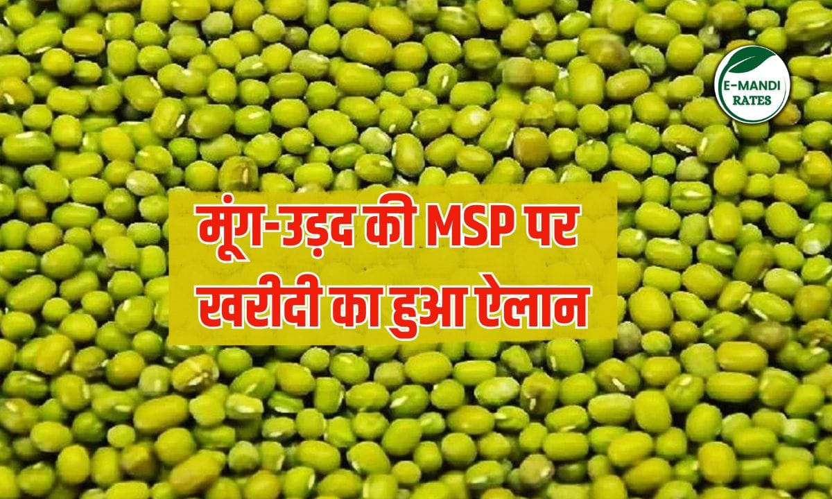 Moong Procurement News