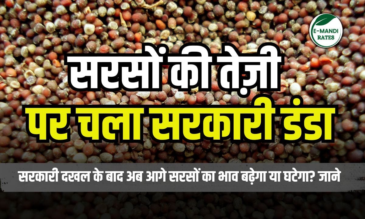 सरसों बाजार भविष्य तेजी मंदी की रिपोर्ट