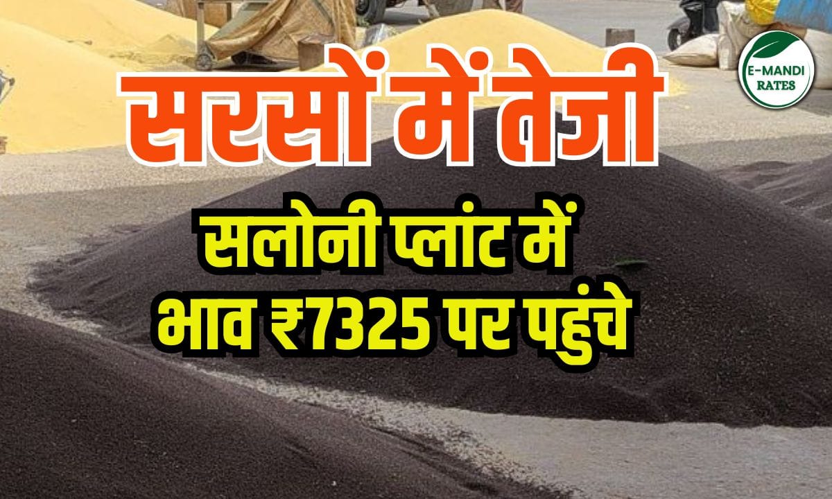 Mustard Price 10 June 2025