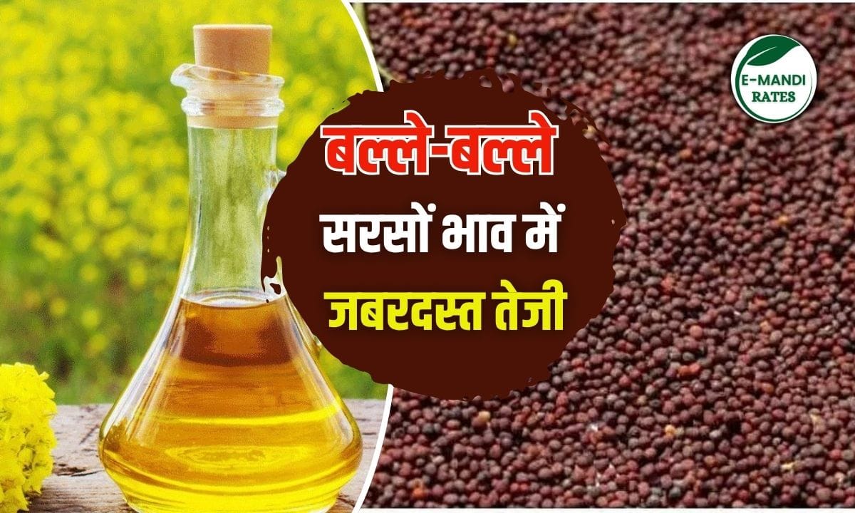Mustard Price 14 June 2025