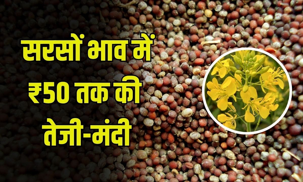 Mustard Price 30 June 2025