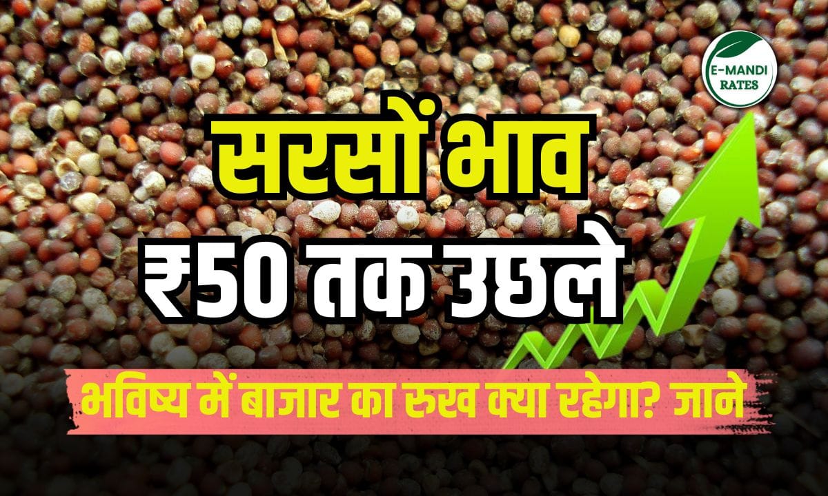 Mustard Price 7 June 2025