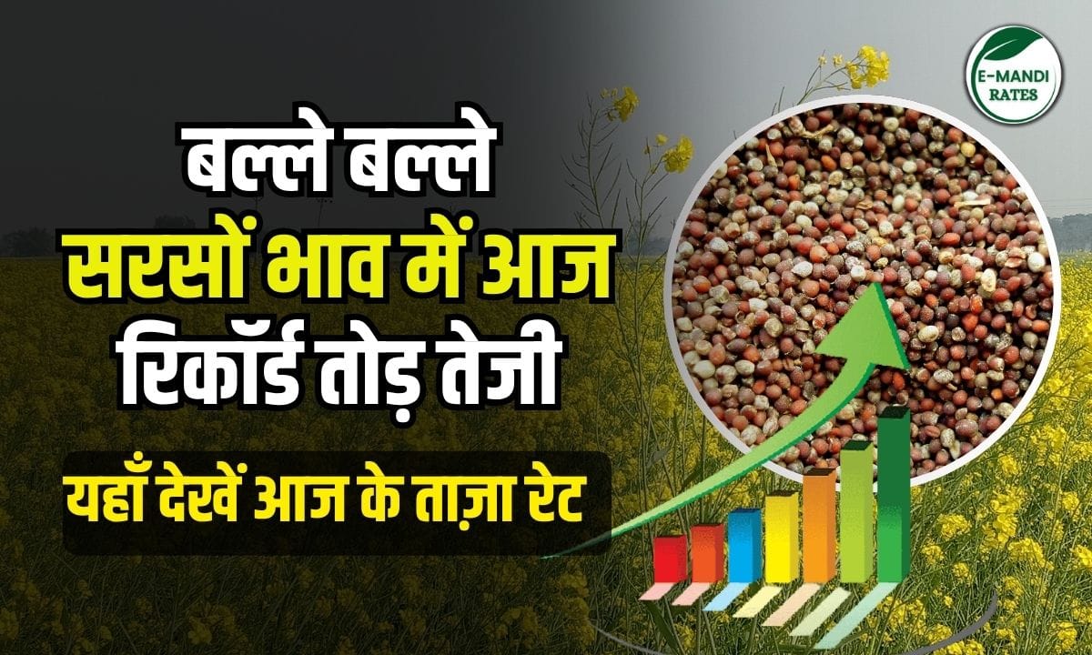Mustard Price Today 23 june 2025