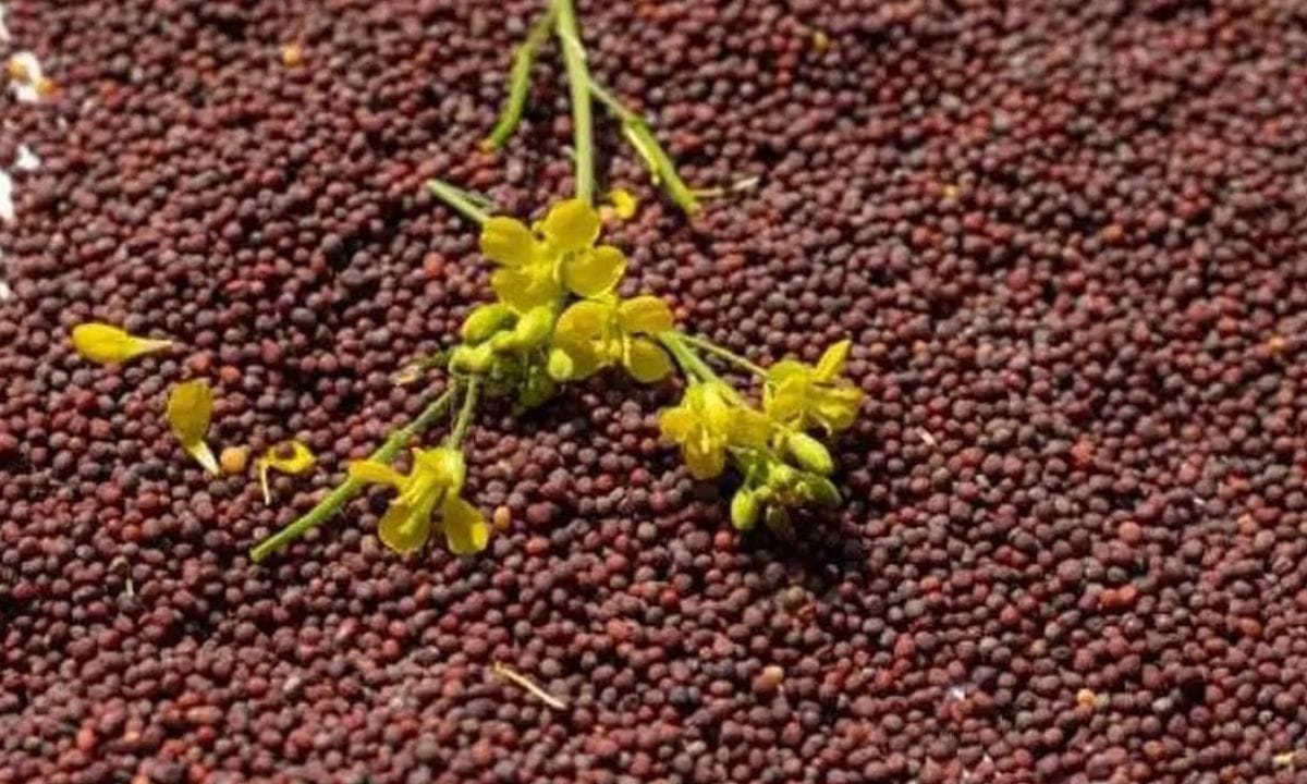 Mustard Price Update