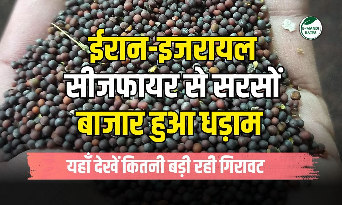 Mustard market crashes due to Iran-Israel ceasefire