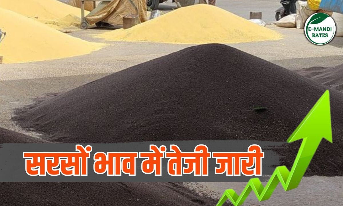 Mustard price 13 june 2025